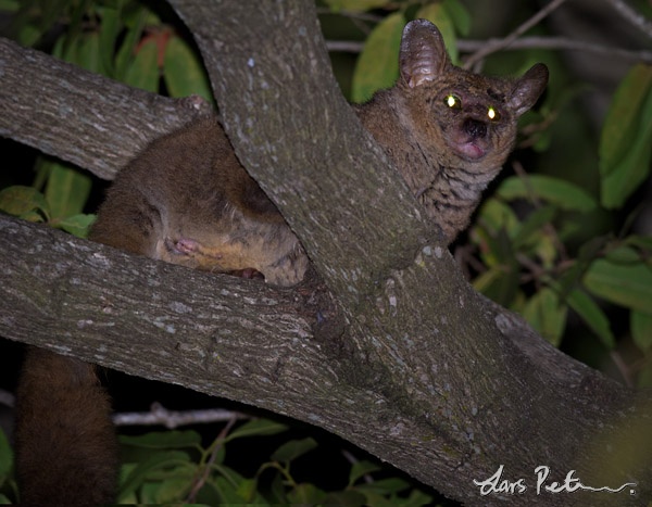Thick-tailed Greater Galago